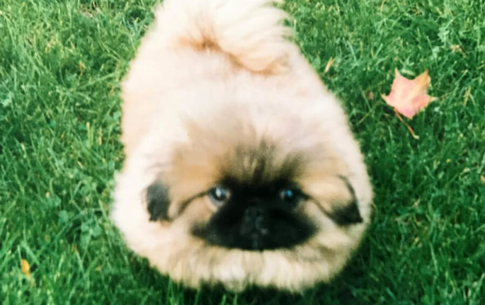 Pekingesevalpar kull C