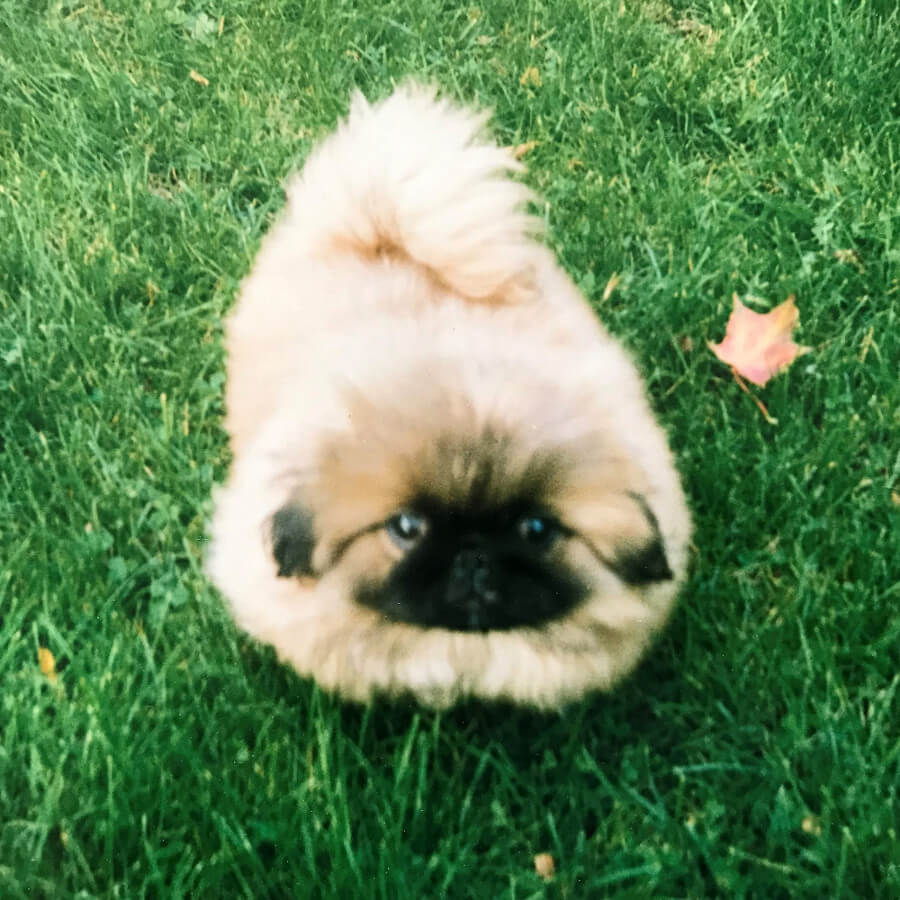 Pekingesevalpar kull C