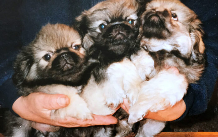 Kull D Pekingese valpar