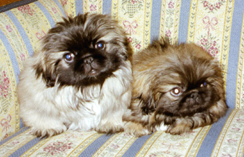 Pekingese valpar F kull