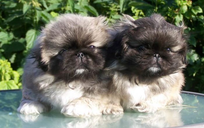 Pekingese valpar Kull O