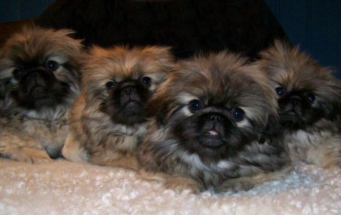 Valpkull R, Pekingese