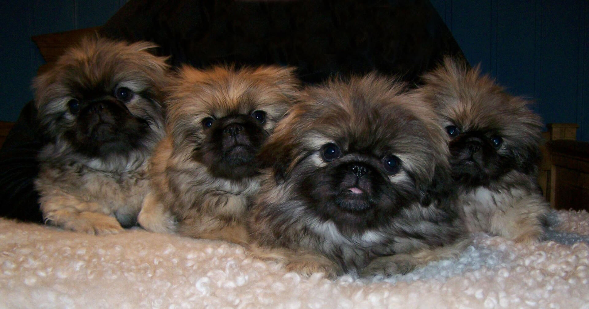 Valpkull R, Pekingese