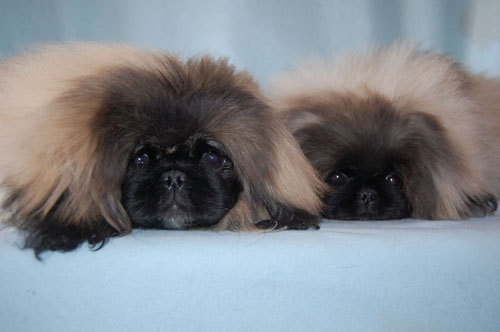 Pekingese valpar, kull S, 5 månader