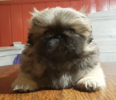 Pekingese valpar, kull t