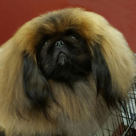 Utställning Pekingese i Växjö