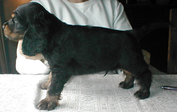 Cocker Spaniel valpar