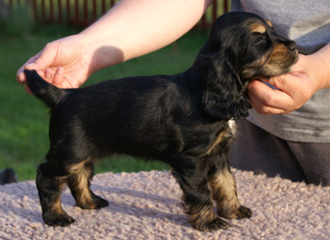 Kull G Cocker Spaniel